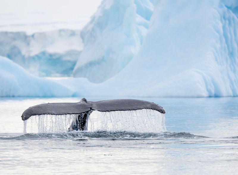 Poolexpeditie Antarctica - Drake Passage - Beagle Channel - Zuidelijke Shetlandeilanden - migratie walvissen